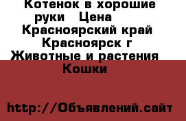 Котенок в хорошие руки › Цена ­ 10 - Красноярский край, Красноярск г. Животные и растения » Кошки   